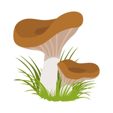 Lactarius deliciosus, yenilebilir orman mantar. Renkli karikatür çizimi