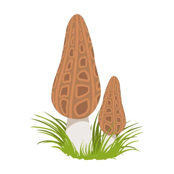 Morel, morchella conica, cogumelos florestais comestíveis. Desenhos animados coloridos ilustração —  Vetores de Stock
