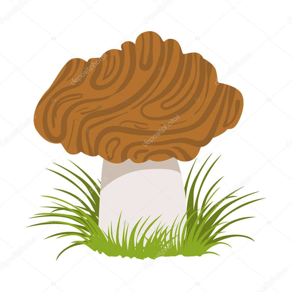 Morel, edible forest mushroom. Colorful cartoon illustration