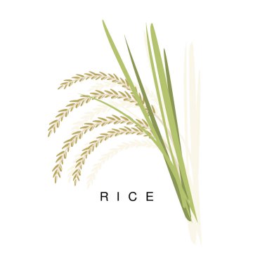 Pirinç kulak, Infographic çizimde gerçekçi tahıl kırpma bitki ve onun adı ile