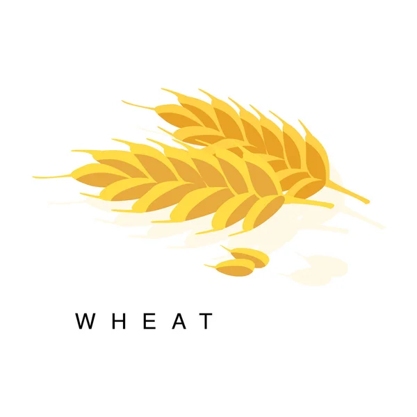 Weizenähre, Infografik mit realistischer Getreidepflanze und ihrem Namen — Stockvektor