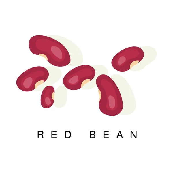 Feijão vermelho, ilustração infográfica com planta realista de leguminosas de rolamento de haste e seu nome — Vetor de Stock
