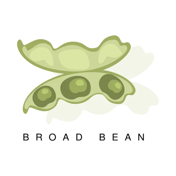Broad fazolový lusk, infografika ilustrace s realistické Pod ložisko luštěniny rostlin a jeho jméno — Stockový vektor