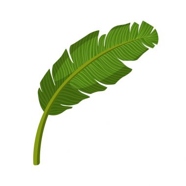 Tropikal palmiye yaprağı. Renkli karikatür vektör çizim