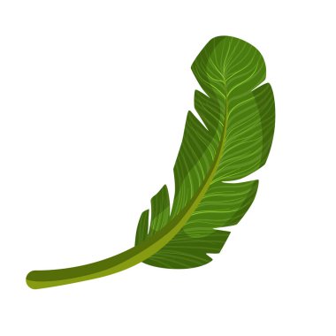 Egzotik palmiye yeşil yaprak. Renkli karikatür vektör çizim