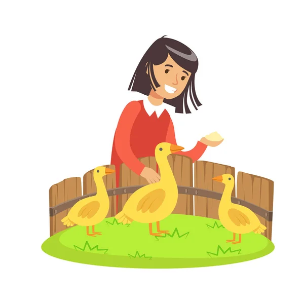 Cute little girl feeding ducks with grain in a mini zoo. Colorful cartoon character vector Illustration — Stock Vector