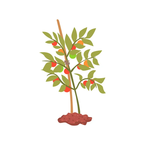 Planta de árbol joven en el vector de dibujos animados de tierra Ilustración — Archivo Imágenes Vectoriales