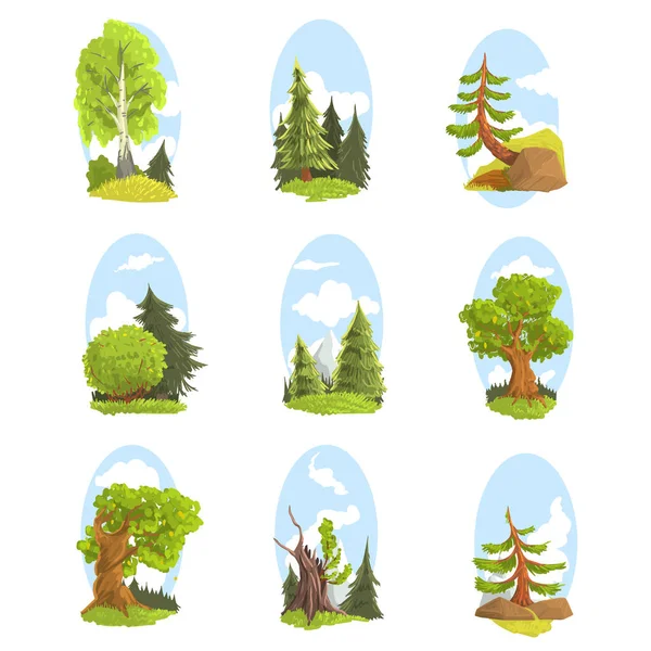 Paysage naturel avec divers arbres. Conifères et feuillus vecteur coloré Illustrations — Image vectorielle