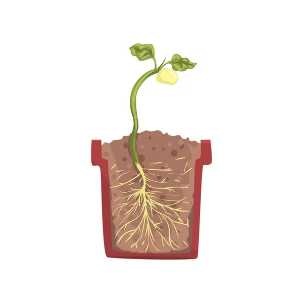 Planta verde que crece a partir de semillas — Vector de stock