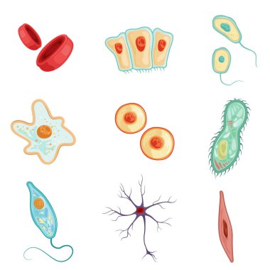 Anatomy of human cells set of detailed vector Illustrations clipart