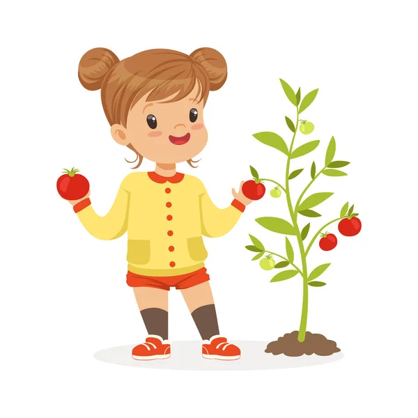 Dulce niña recogiendo tomates en el jardín, concepto de comida saludable para niños vector colorido Ilustración — Vector de stock