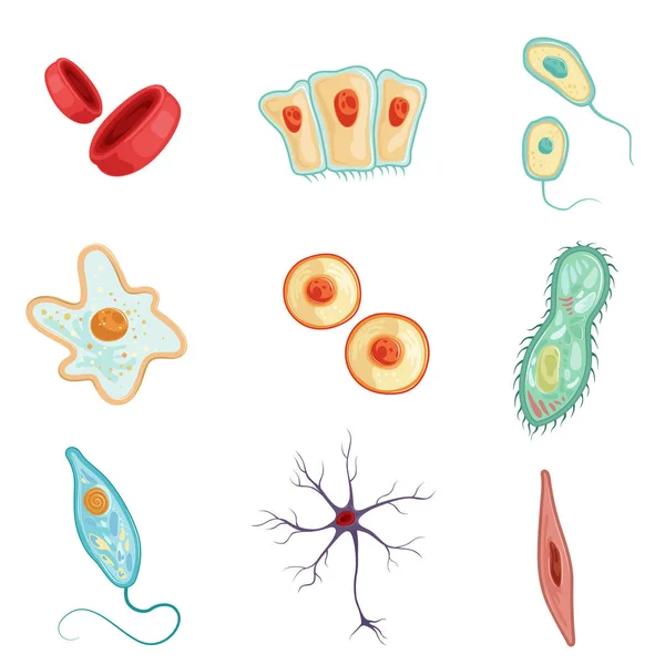 Anatomia człowieka komórek ustawić szczegółowe Vector ilustracje — Wektor stockowy