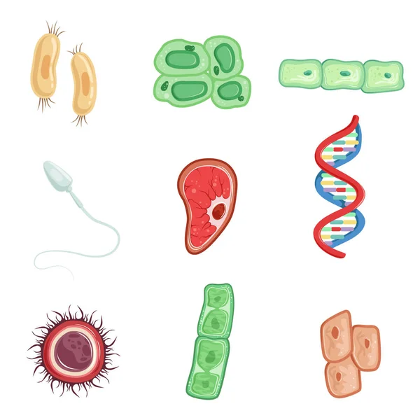 Menselijke cellen instellen, cellen betrokken bij het proces van menselijk leven gedetailleerde vector illustraties — Stockvector