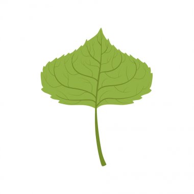 Kavak ağacı yeşil yaprak vektör çizim