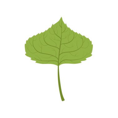 Aspen tree green leaf vector Illustration clipart