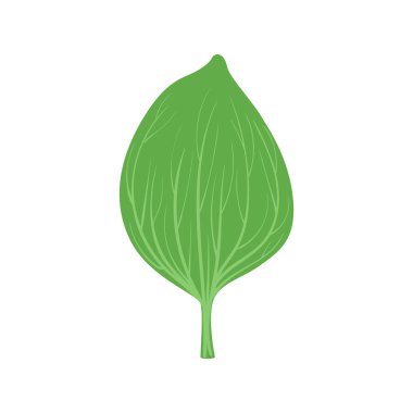 Muz vektör çizim yaprak yeşil