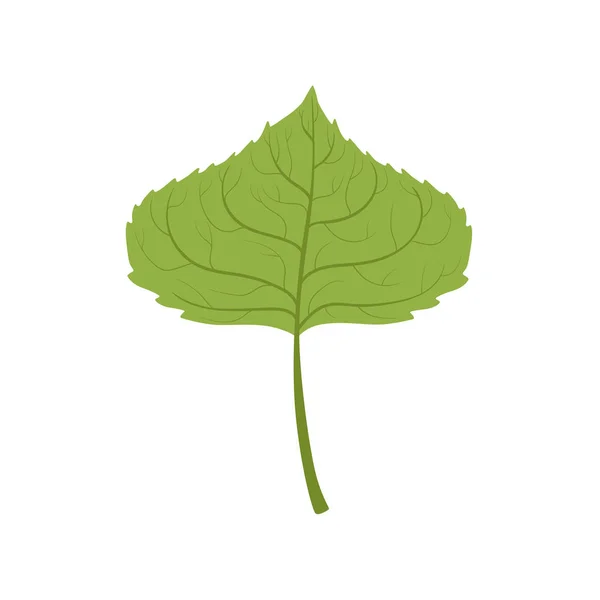 Aspen träd gröna blad vektor Illustration — Stock vektor