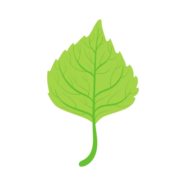 Linden tree zöld levél vektoros illusztráció — Stock Vector