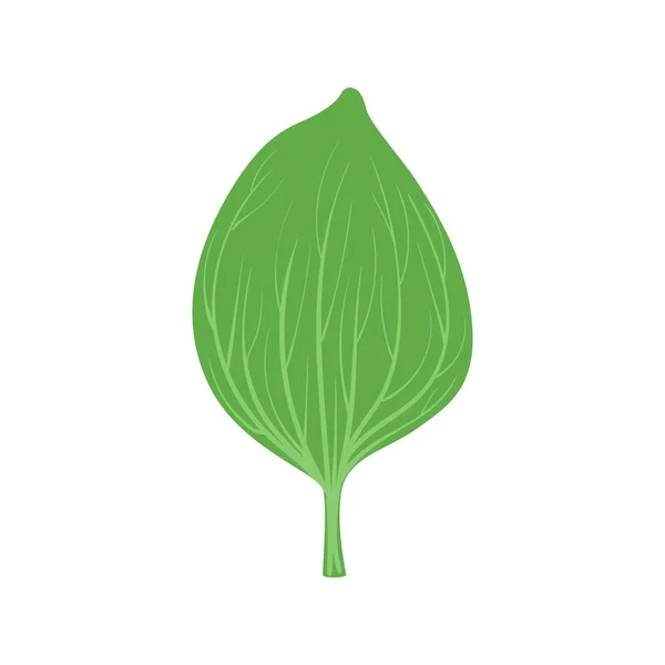 Foglia verde di vettore piantaggine Illustrazione — Vettoriale Stock
