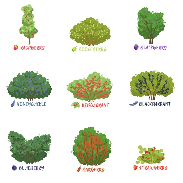 Arbustos de baga de jardim diferentes tipos com conjunto de nomes, árvores de fruto e arbustos de baga vetor Ilustrações — Vetor de Stock