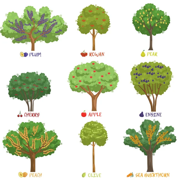 Diferentes tipos de árboles frutales con nombres, árboles de jardín y arbustos de bayas vector Ilustraciones — Vector de stock