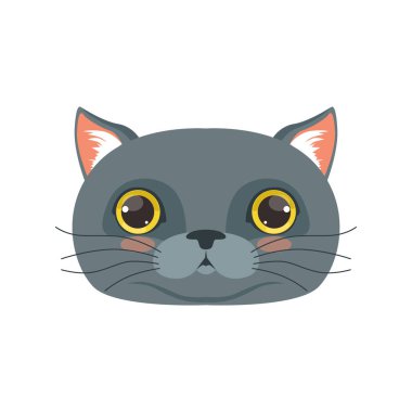 Şirin İngiliz kedi kafa