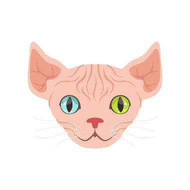 Şirin sfenks kedisi. 