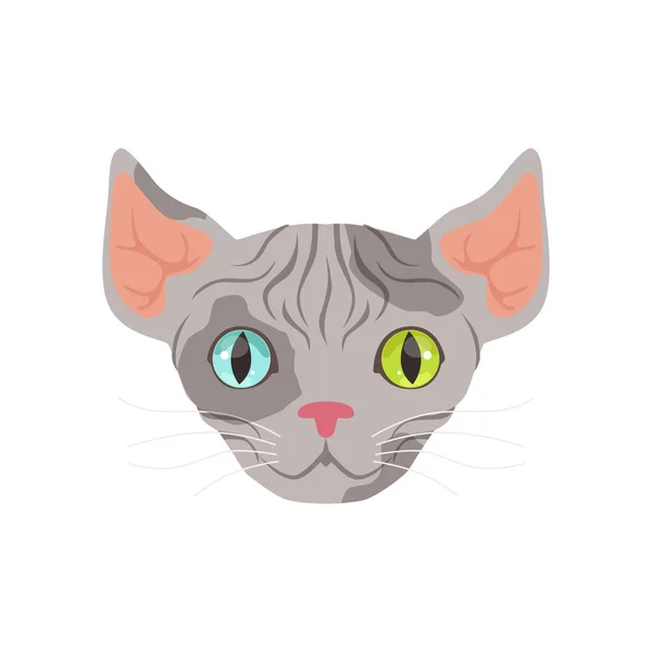 かわいいグレーのスフィンクス猫 — ストックベクタ