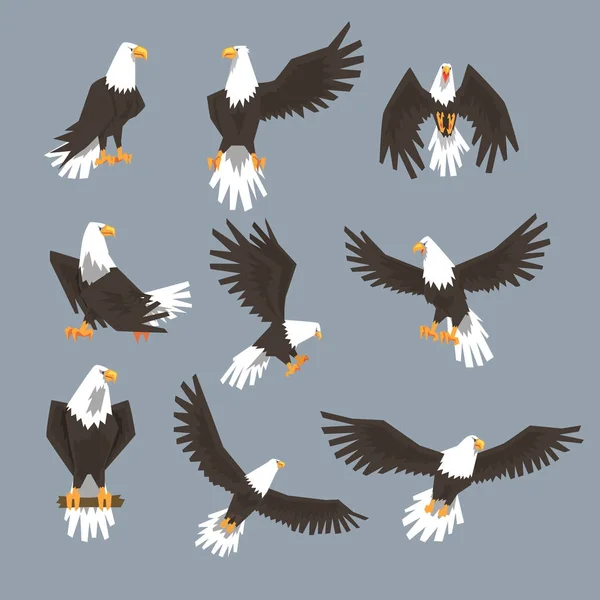 Bald Eagle Image Set — Stock Vector