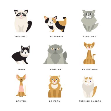 Düz yerli doğurmak-in cats