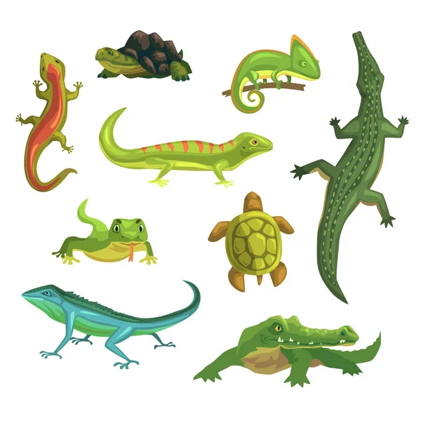 Reptiles and amphibians set of vector Illustrations — Stock Vector