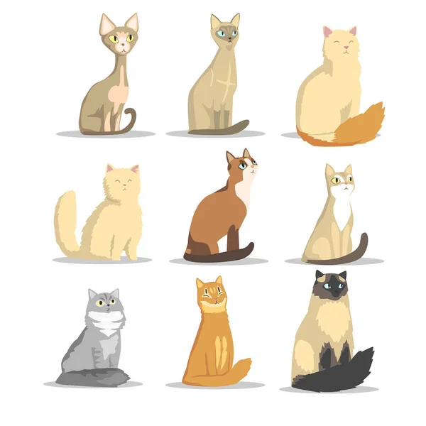 Gato diferentes razas conjunto, lindo animal animal vector ilustraciones — Archivo Imágenes Vectoriales