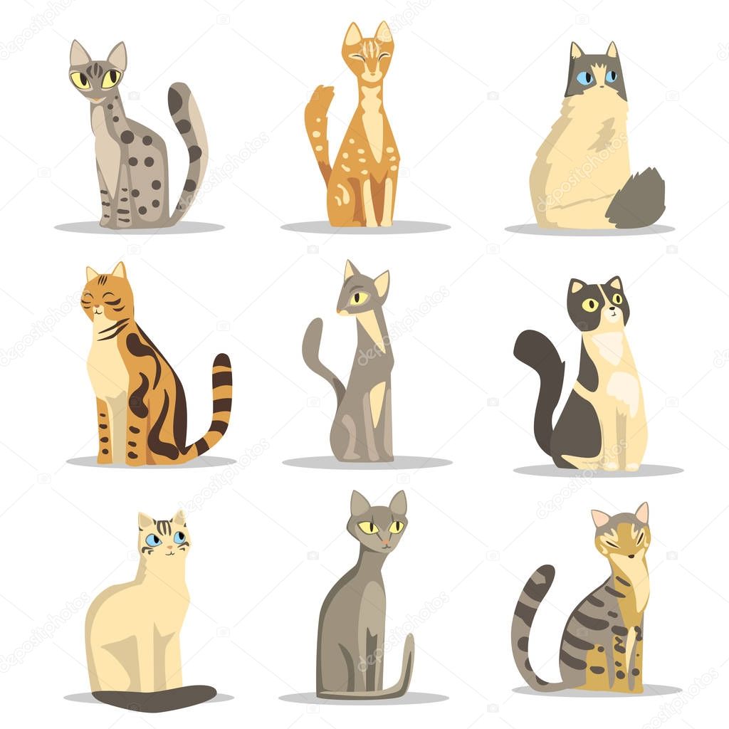 Collection of different cats breeds, cute pet animal vector Illustrations