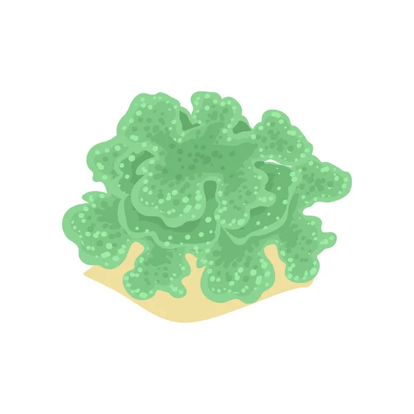 Cartoon illustration of green algae from tropical coral reefs. Vida silvestre marina y marina mundo submarino — Vector de stock