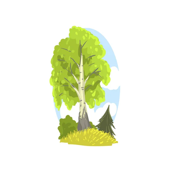 Весенняя или летняя пейзажная сцена с березовыми, еловыми и кустарниками позади. Лиственное дерево с зеленой листвой. Элемент дизайна леса ручной работы. Плоский вектор — стоковый вектор