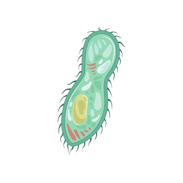 Symbol von Paramecium caudatum. Spezies des einzelligen Organismus. Biologie-Konzept. flaches Vektordesign für Infoplakate oder Lehrbücher — Stockvektor