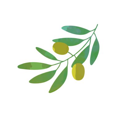 Zeytin ve düz stil yaprakları ile karikatür yeşil dal. Vektör illüstrasyon izole. Organik gıda simgesi. Barış sembolü.