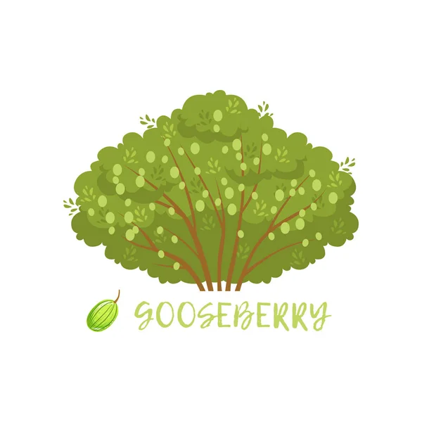 Gooseberry garden berry bush with name vector Illustration — Stock Vector