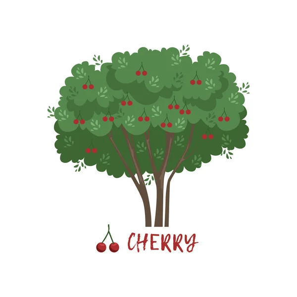 Cherry tuin berry heester met naam vector illustratie — Stockvector