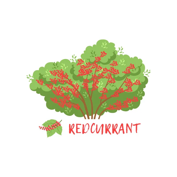 Rybíz červený zahradní berry Bushe s názvem vektorové ilustrace — Stockový vektor