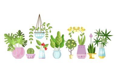 Düz stil renkli houseplants kuyrukta tencere seti. Ev dekoratif ve yaprak döken yeşil bitkiler. Vektör kapalı çiçekler üzerinde beyaz izole.
