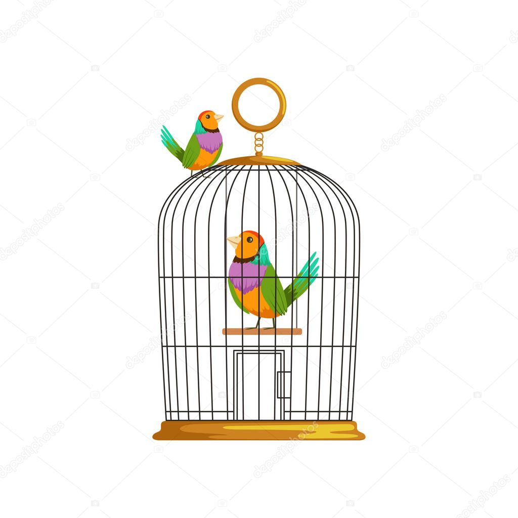 Cartoon couple of multi-colored tropical birds. Antique hanging cage. Domestic animals. Flat vector element for pet shop, website or business flyer