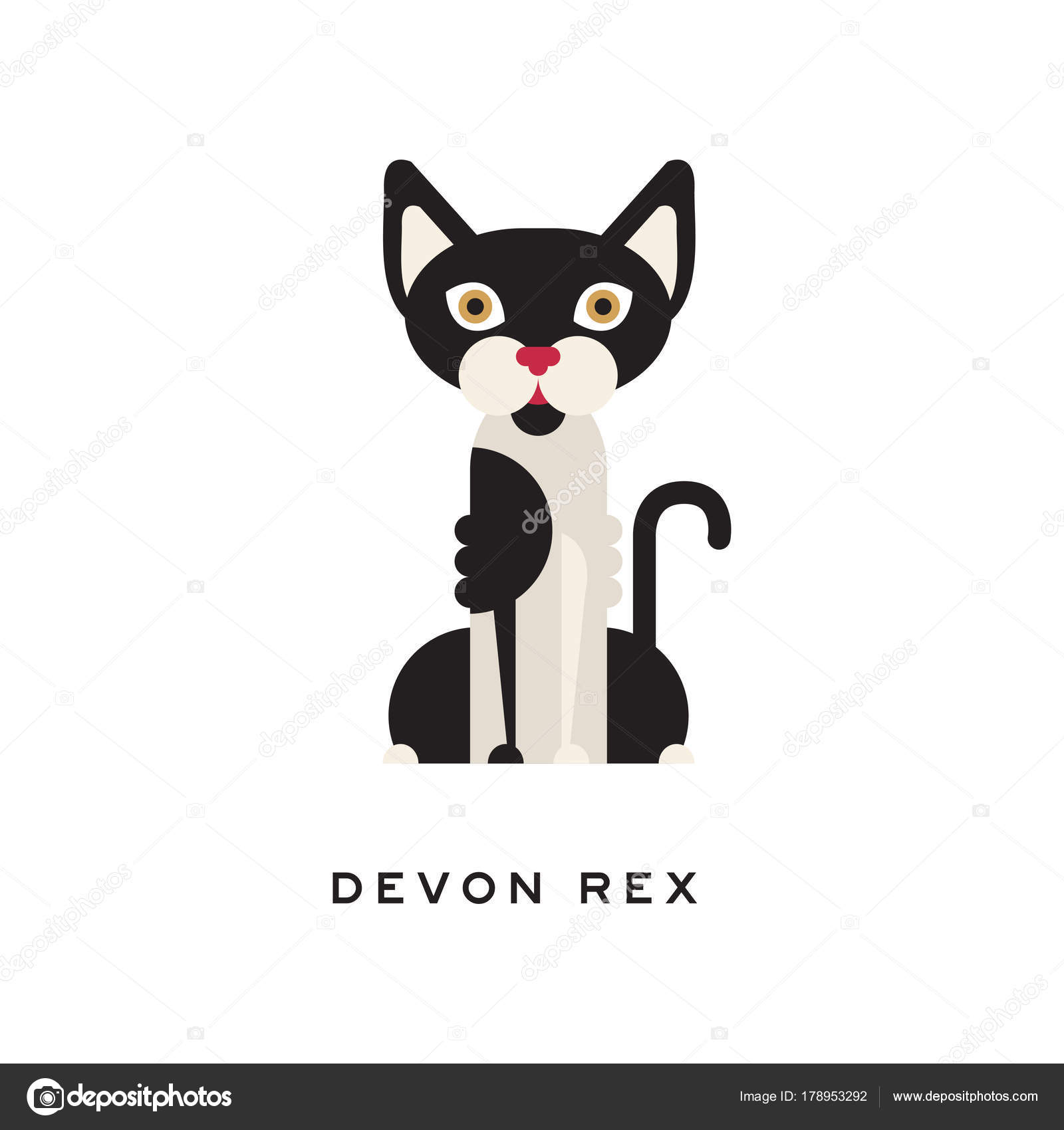 Devon Rex Inteligentny Krótkowłose Kot Kotów Z Białe I Czarne