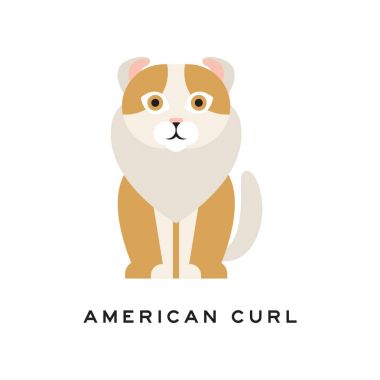 Amerikalı kıvırmak kedi. Boynuna kıvrılmış kulaklar, kahverengi kürk ve beyaz ruff ile safkan evde beslenen hayvan. Çizgi film evcil hayvan. Veteriner kliniği veya Hayvanat Bahçesi Dükkanı logosu için düz vektör tasarımı