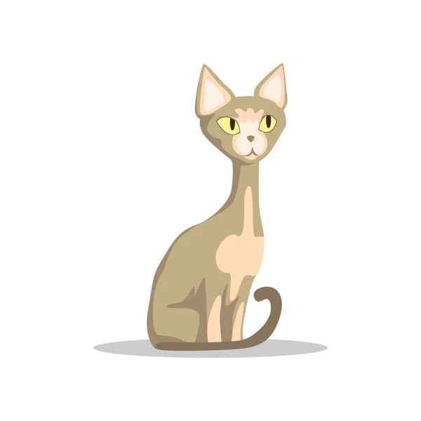 Άτριχη γάτα γελοιογραφία με κίτρινα μάτια και λεπτή ουρά, μεγάλα αυτιά. Φυλής Sphynx. Κατοικίδιων ζώων. Διάνυσμα επίπεδη σχεδίαση για καρτ-ποστάλ, κατοικίδιο ζώο κατάστημα ή κτηνιατρική κλινική — Διανυσματικό Αρχείο