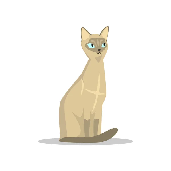 Gato siamés de dibujos animados con ojos azules, orejas grandes, patas oscuras y cola. Animal doméstico con bozal lindo. Vector plano para póster publicitario o banner de tienda de mascotas — Archivo Imágenes Vectoriales