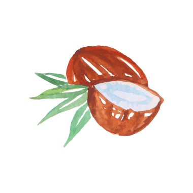 Bütün ve özgün tekniğinde yapılmış Hindistan cevizi yarısı. El suluboya resim çekilmiş. Tasarım öğesi doğal kozmetik etiketi için vektör, ambalaj şeker