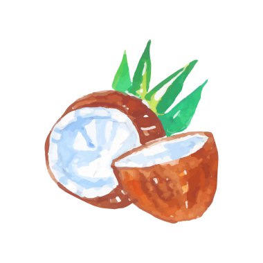 Hindistan cevizi yeşil palmiye ağacı ile iki yarısı bırakır. Sağlıklı tropik meyve. Doğal ürün tasarımı. Organik gıda deposu etiket. Suluboya resim. Vektör çizim