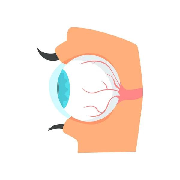 Eyeball, anatomy of human eye cartoon vector Illustration — Stock Vector