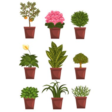 Pot yaprak döken kümesi, çiçekli, meyve çiçek bitkiler ve bırakır. Anthurium, mandarin, Menekşe, bonsai, pipal. Ev doğal unsurlar. Beyaz izole vektör.